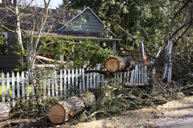 Wood Fence Removal